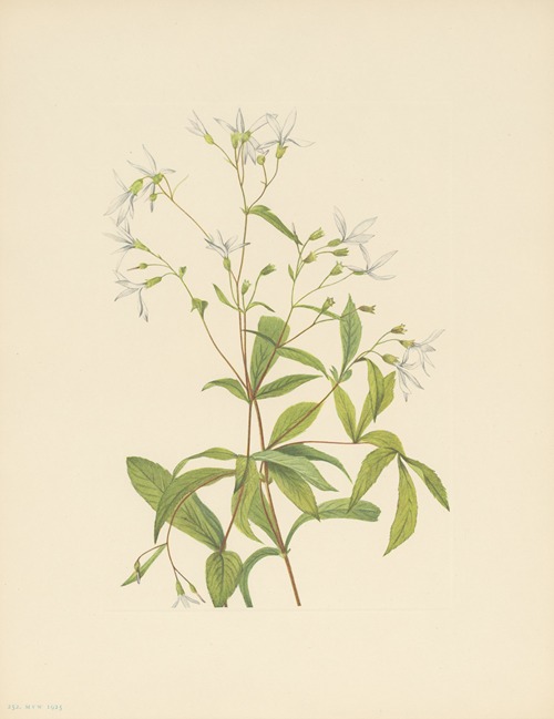 Bowmansroot (Porteranthus trifoliatus)