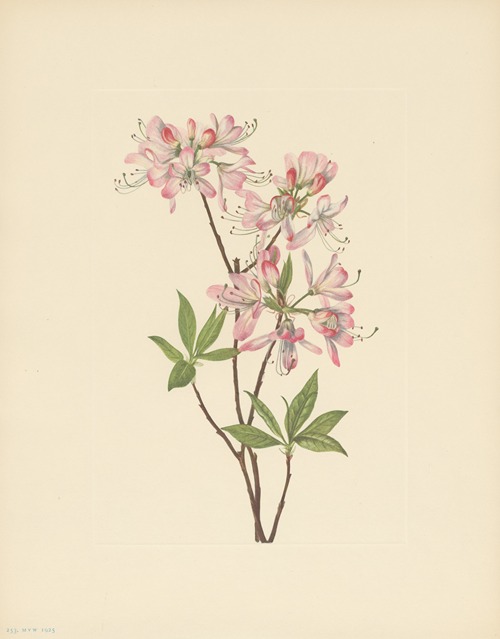 Pinkshell Azalea (Azalea vaseyi)
