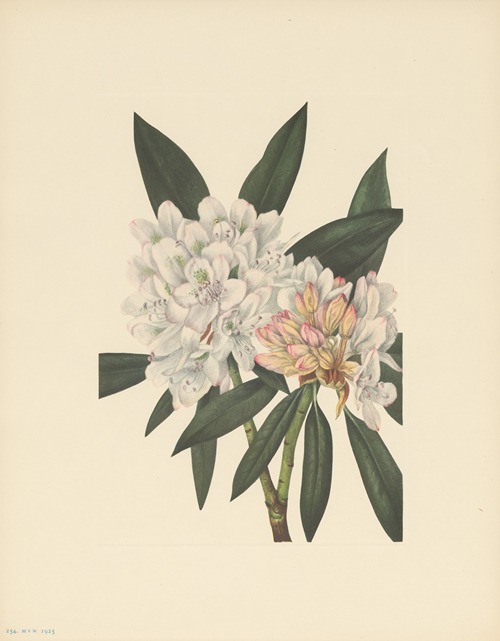 Rosebay Rhododendron (Rhododendron maximum)