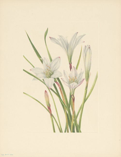 Atamasco-lily (Atamosco atamasco)