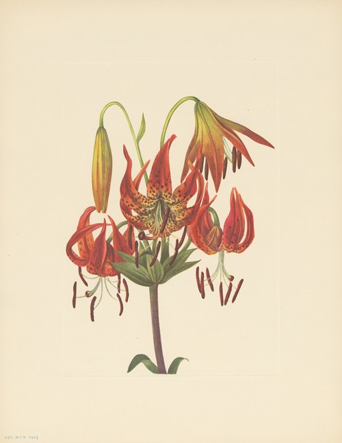Turkscap Lily (Lilium superbum)