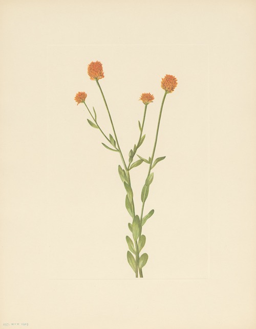 Orange Polygala (Polygala lutea)