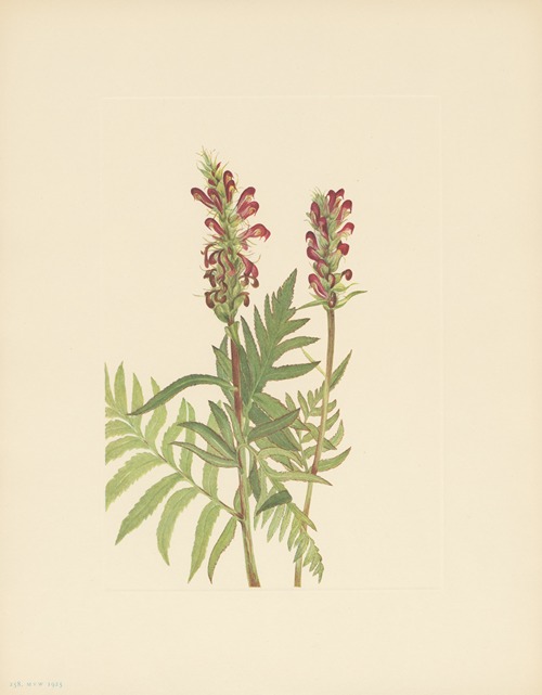 Red-helmet (Pedicularis bracteosa)
