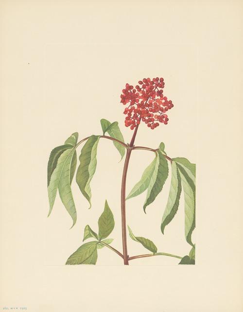 Scarlet Elder (Sambucus pubens)
