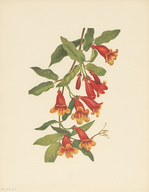 Crossvine (Anisostichus capreolatus)