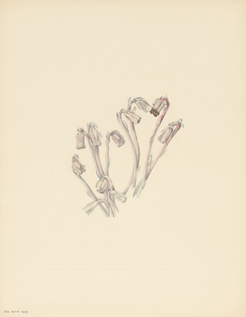 Indianpipe (Monotropa uniflora)
