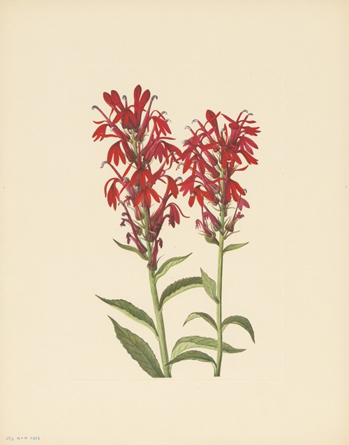 Cardinalflower (Lobelia cardinalis)