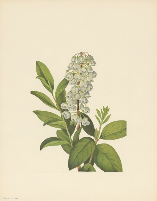 Zenobia (Zenobia cassinifolia)