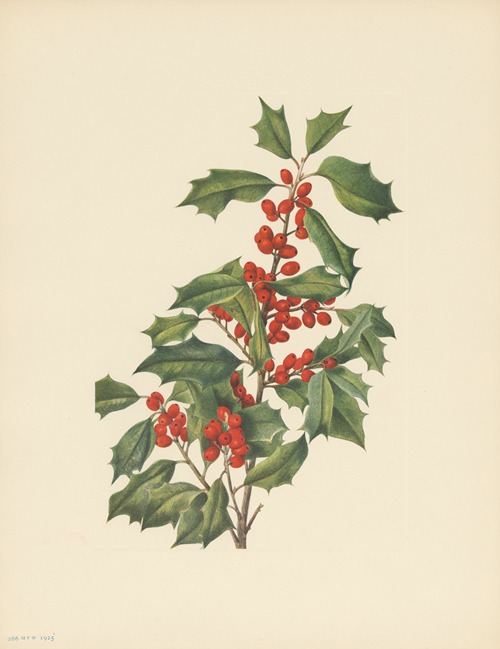 American Holly (Ilex opaca)