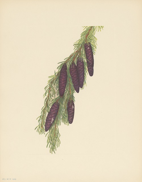 Mountain Hemlock (Tsuga mertensiana)