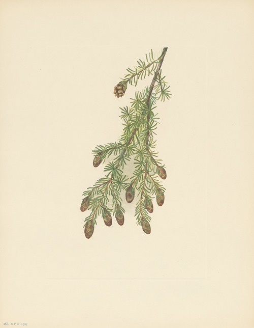 Western Hemlock (Tsuga heterophylla)