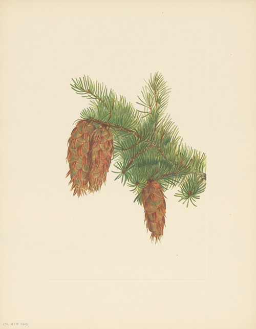 Douglas-fir (Pseudotsuga mucronata)