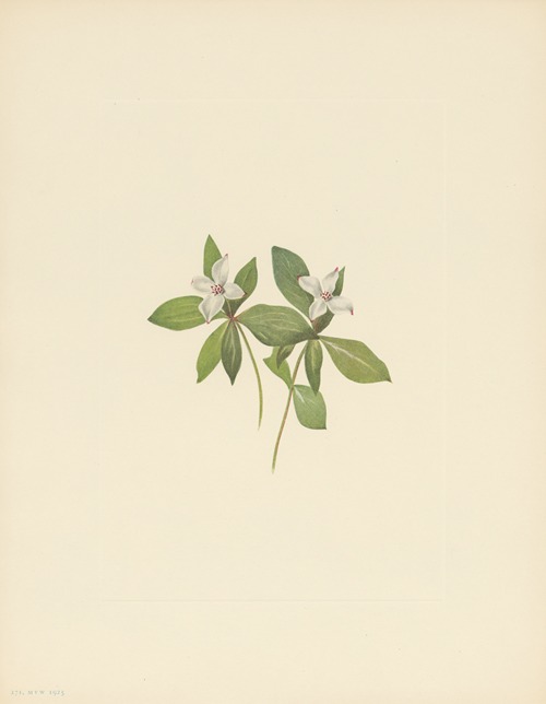 Bunchberry (flower) (Cornus canadensis)