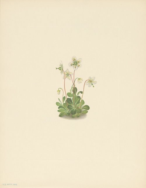 Woodnymph (Moneses uniflora)