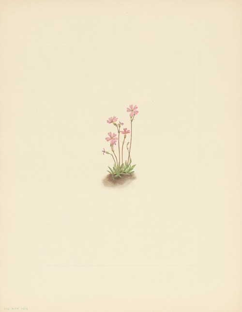 Alberta Primrose (Primula maccalliana)