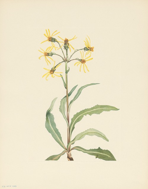 Mourning Groundsel (Senecio lugens)