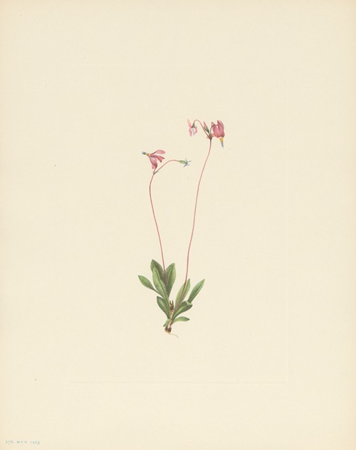 Slender Shootingstar (Dodecatheon pauciflorum)