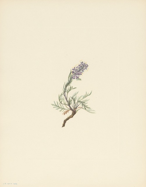 Gray Phacelia (Phacelia sericea)