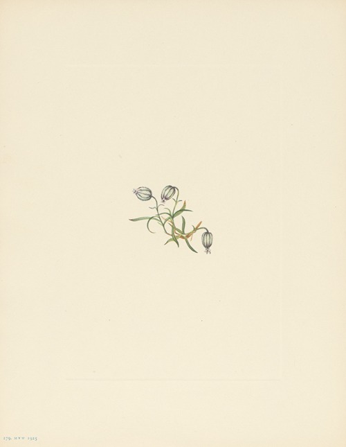 Nodding Campion (Lychnis apetala)