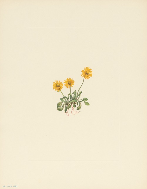 Golden Fleabane (Erigeron aureus)