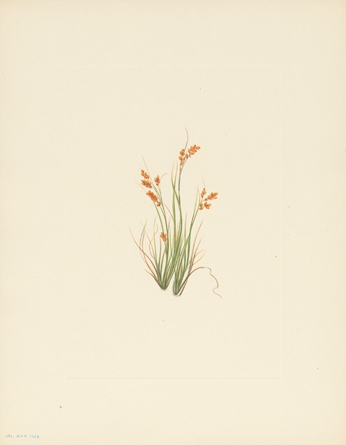 Golden Sedge (Carex aurea)