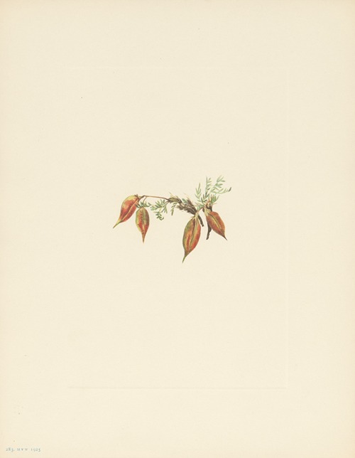 Alpine Pointvetch (fruit) (Oxytropis podocarpa)