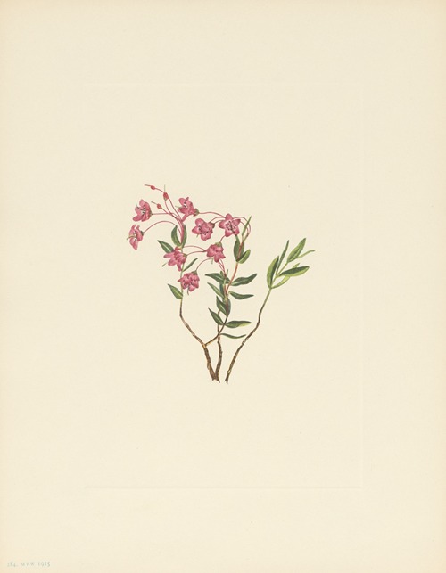 Rocky Mountain Kalmia (Ixalmia microphylla)
