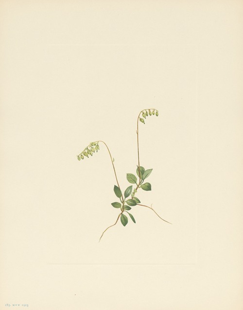 Sidebells Pyrola (Pyrola secunda)