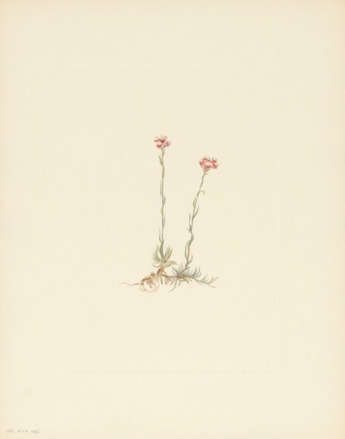Pink Pussytoes (Antennaria rosea)