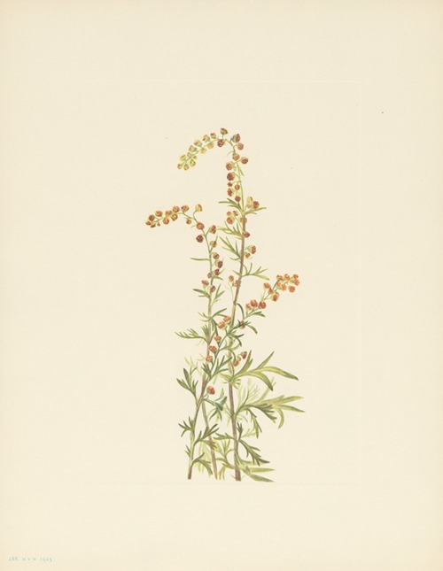 Rock Wormwood (Artemisia discolor)