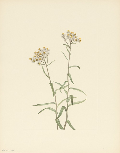 Pearl Everlasting (Anaphalis margaritacea)