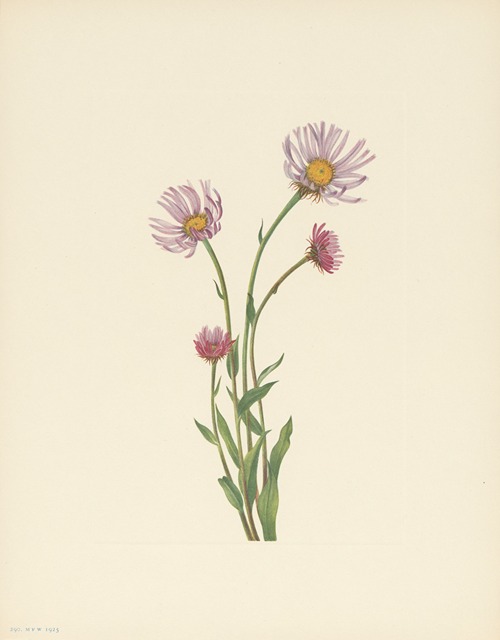 Alaska Fleabane (Erigeron salsuginosus)