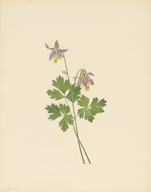 Shortspur Columbine (Aquilegia brevistyla)