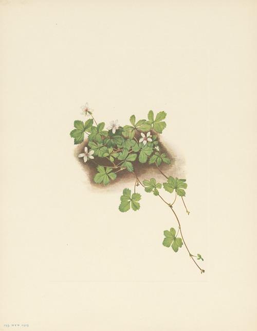 Red Dewberry (Rubus pedatus)