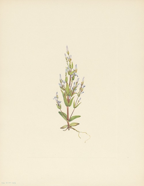 Ladder Gentian (Gentiana acuta)