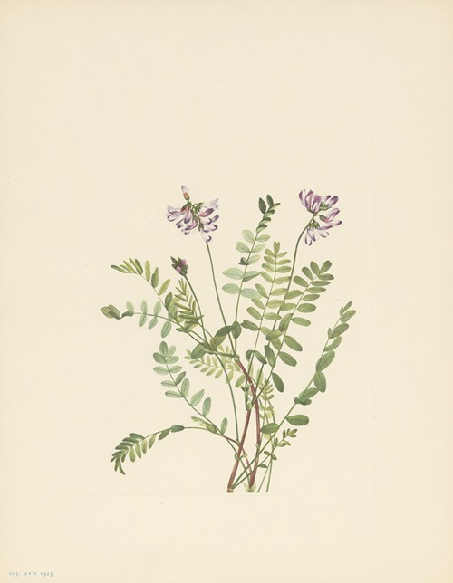 Alpine Milkvetch (Astragalus alpinus)