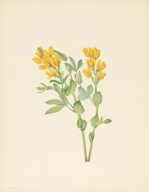 Goldenpea (Thermopsis rhombifolia)