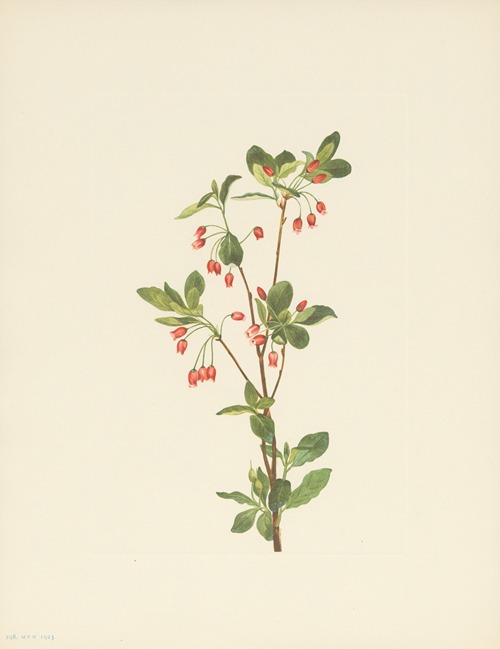 Western Menziesia (Menziesia glabella)