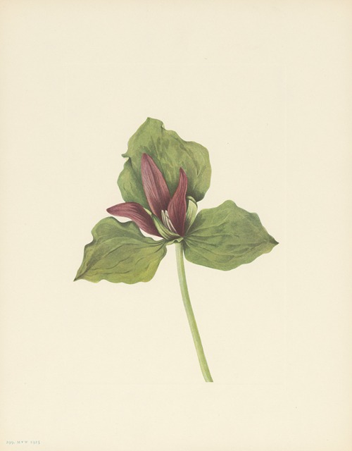 Giant Trillium (Trillium chloropetalum)