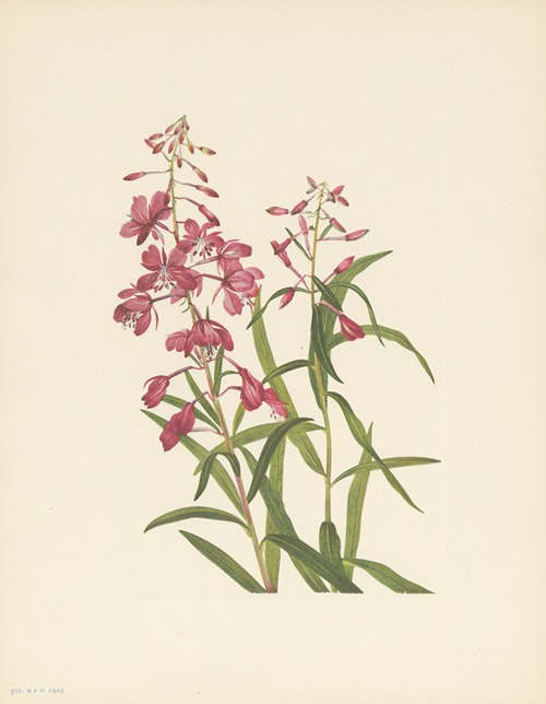 Fireweed (Epilobium angustifolium)