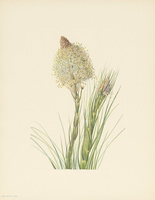 Beargrass (Xerophyllum tenax)