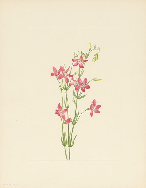 Pink Centaurium (Centaurium venustum)