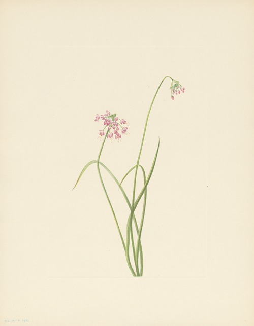 Nodding Onion (Allium cernuum)