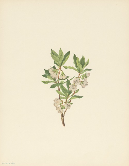 Rocky Mountain Rhododendron (Rhododendron albiflorum)