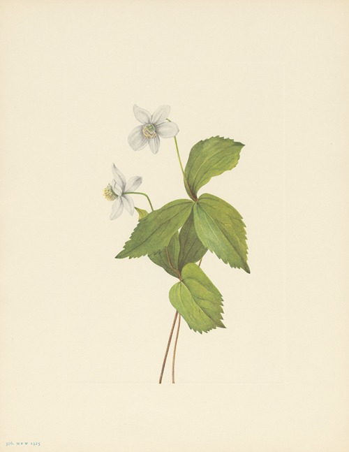 Forest Anemone (Anemone deltoidea)