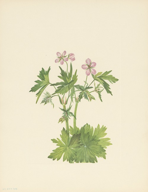 Western Cranesbill (Geranium viscosissimum)