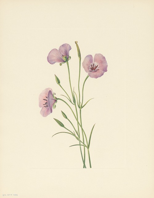Lilac Mariposa (Calochortus splendens)