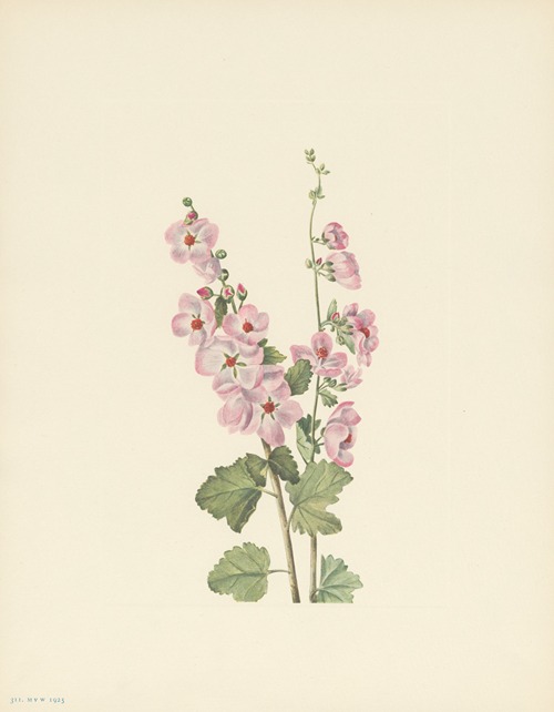 Orange-eye Globemallow (Sphaeralcea davidsonii)