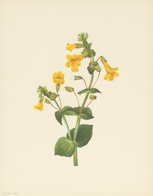 Western Monkeyflower (Mimulus guttatus)