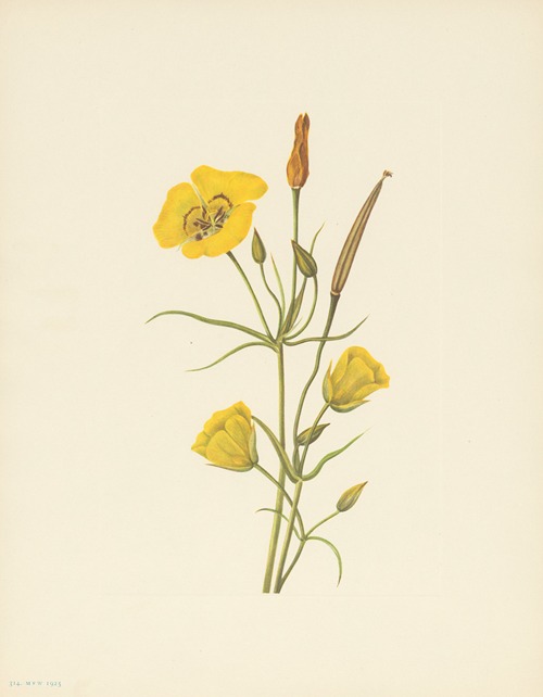 Goldenbowl Mariposa (Calochortus clavatus)